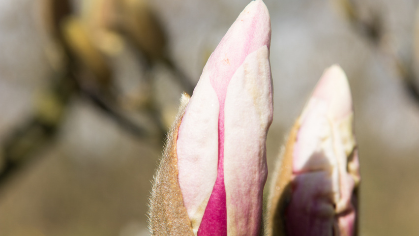 Magnolia x soulangeana Blumen