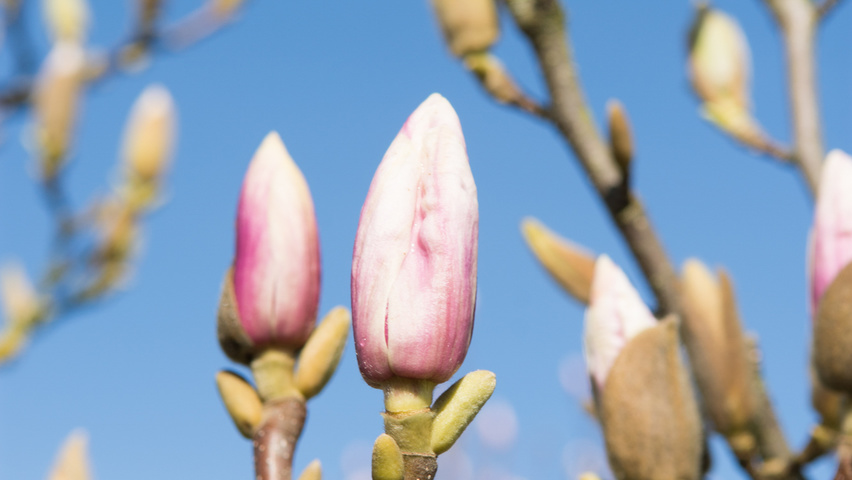 Magnolia x soulangeana Blumen