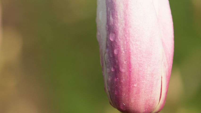 Magnolia x soulangeana Blumen