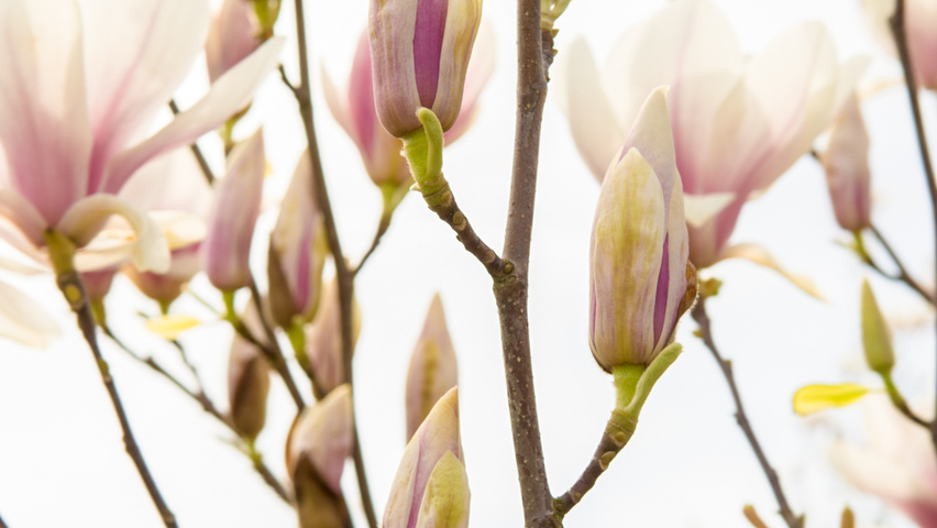 Magnolia x soulangeana Blumen