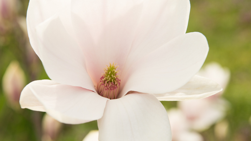 Magnolia x soulangeana Blumen