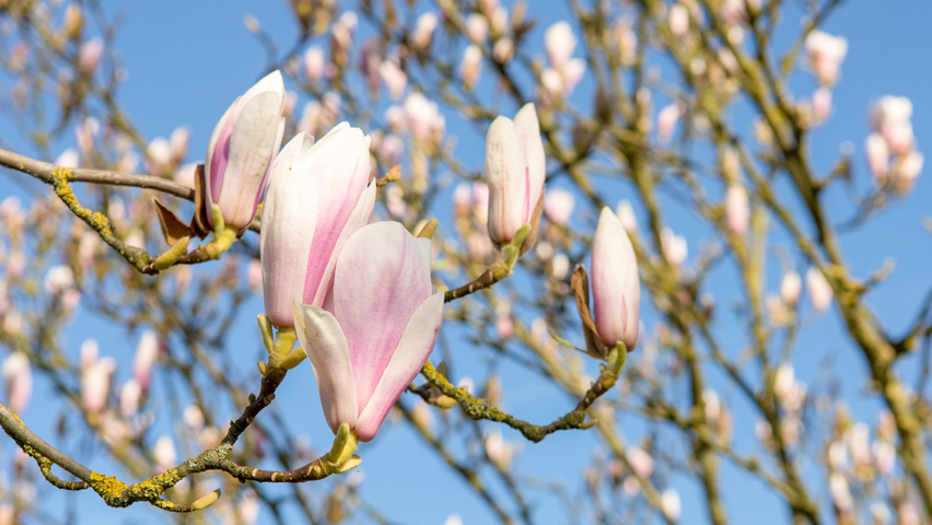 Magnolia x soulangeana Blumen