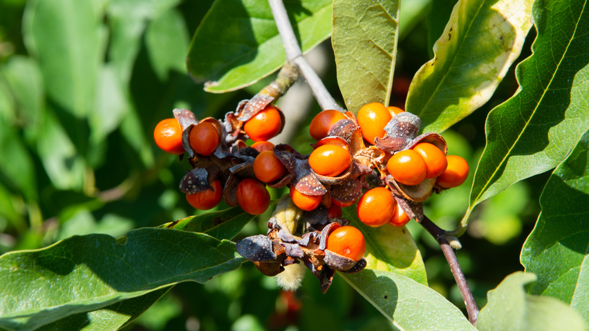 Magnolia x soulangeana Frucht