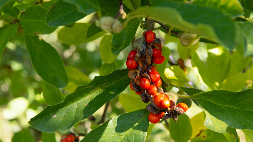 Magnolia x soulangeana Frucht