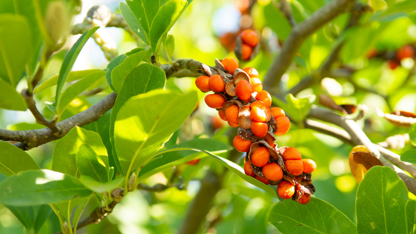 Magnolia x soulangeana Frucht