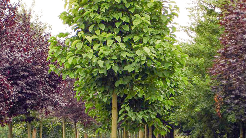 Magnolia x soulangeana hochstämmig