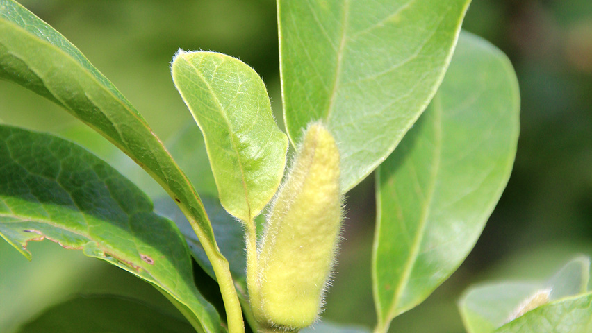 Magnolia x soulangeana Blatt