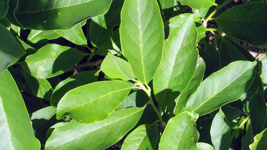 Magnolia x soulangeana Blatt