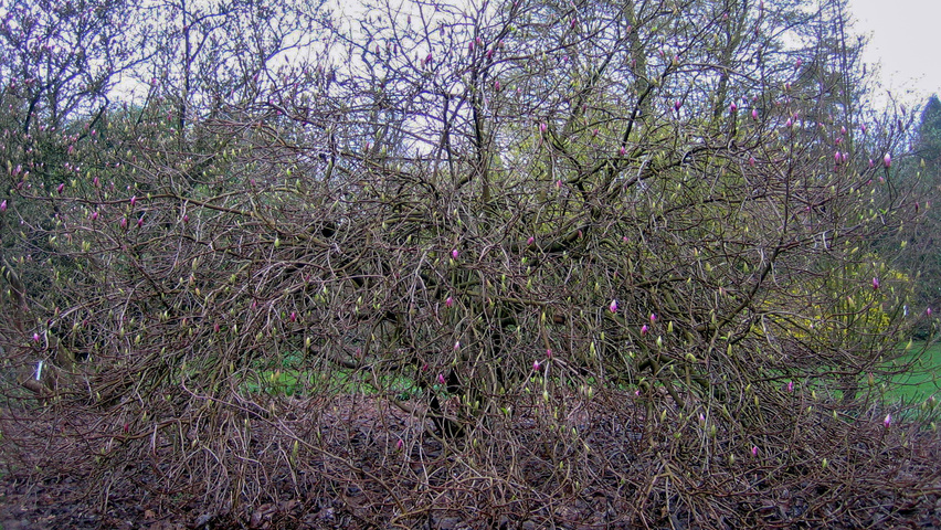 Magnolia x soulangeana 'Lennei' characteristic