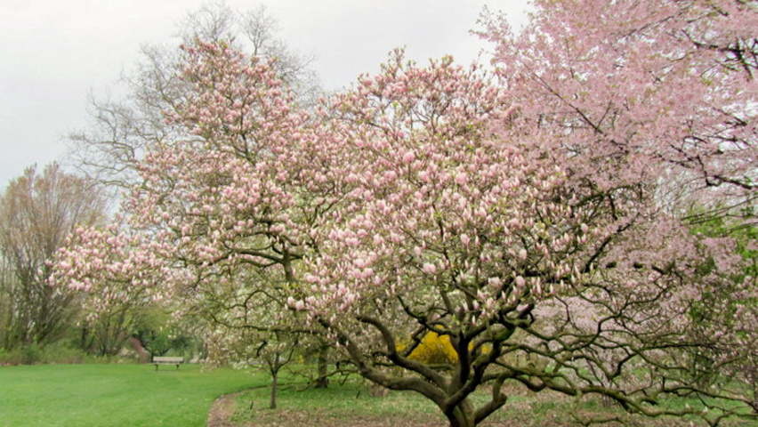 Magnolia x soulangeana 'Lennei' characteristic