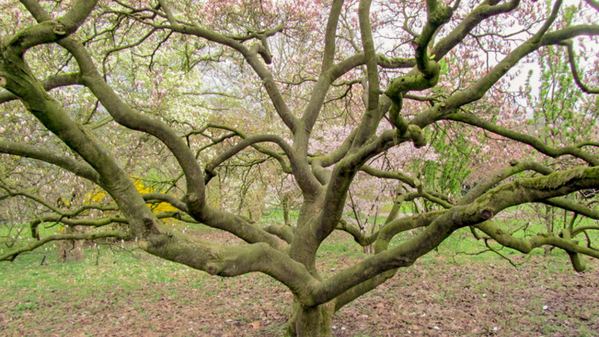 Magnolia x soulangeana 'Lennei' characteristic