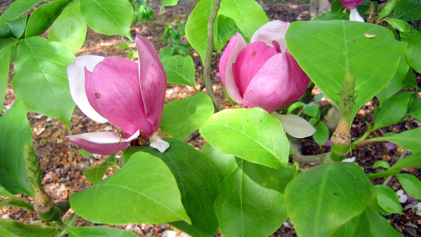 Magnolia x soulangeana 'Lennei' flowers