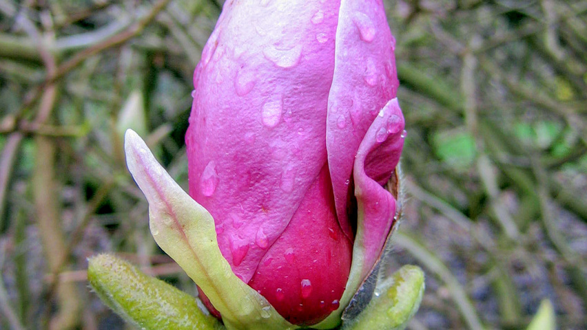 Magnolia x soulangeana 'Lennei' flowers