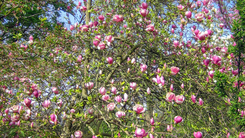 Magnolia x soulangeana 'Lennei' flowers