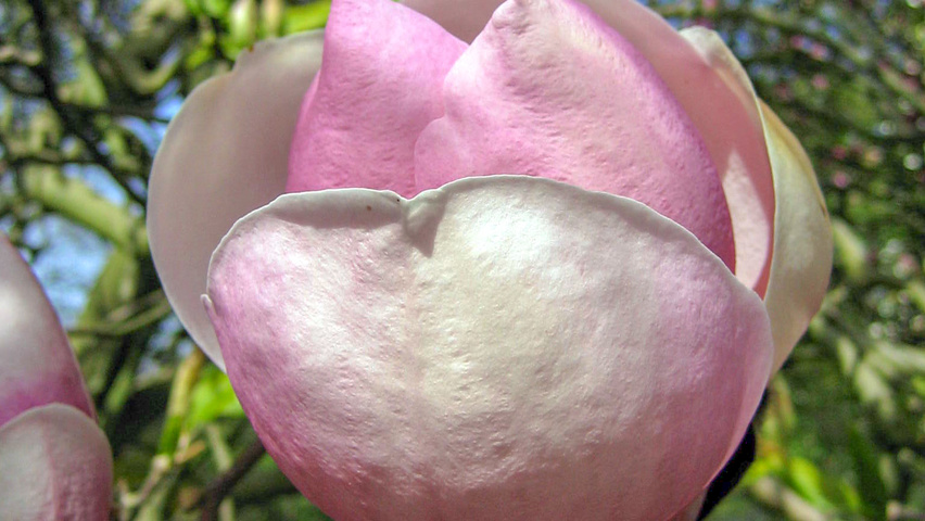 Magnolia x soulangeana 'Lennei' flowers