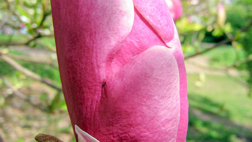 Magnolia x soulangeana 'Lennei' flowers