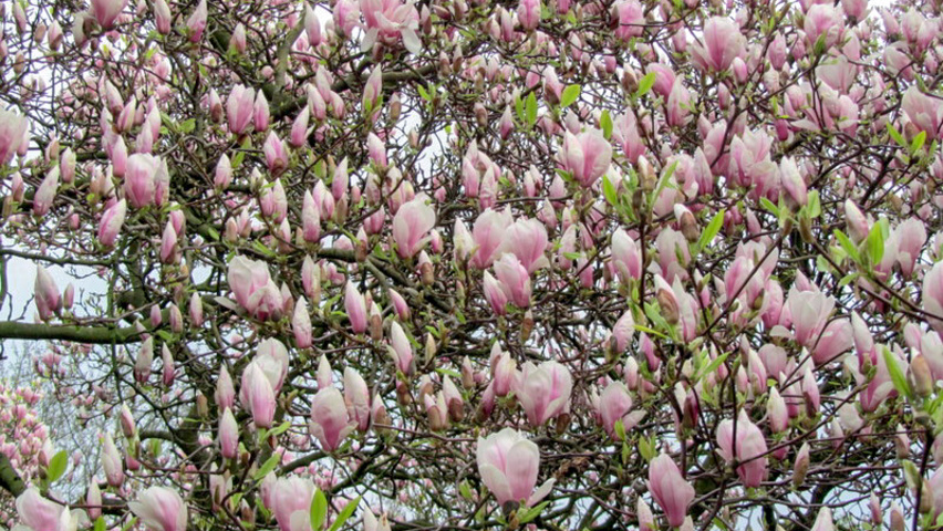 Magnolia x soulangeana 'Lennei' flowers