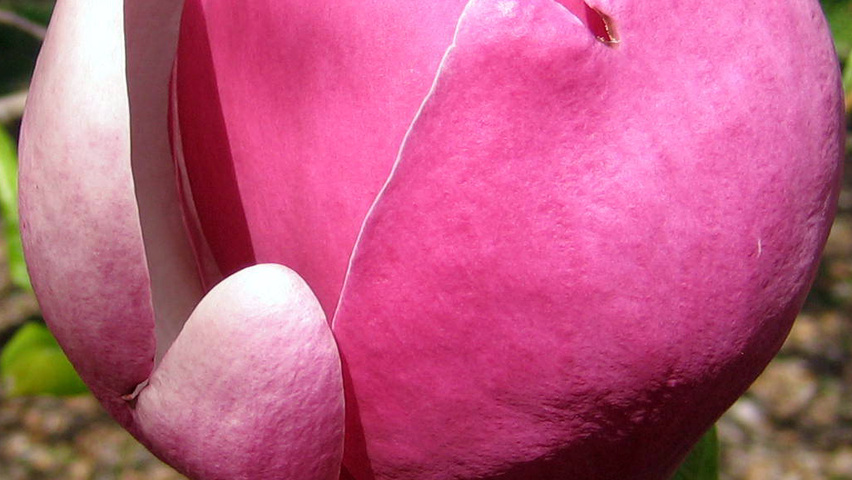 Magnolia x soulangeana 'Lennei' flowers