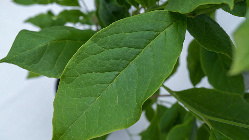 Magnolia x soulangeana 'Lennei' leaves