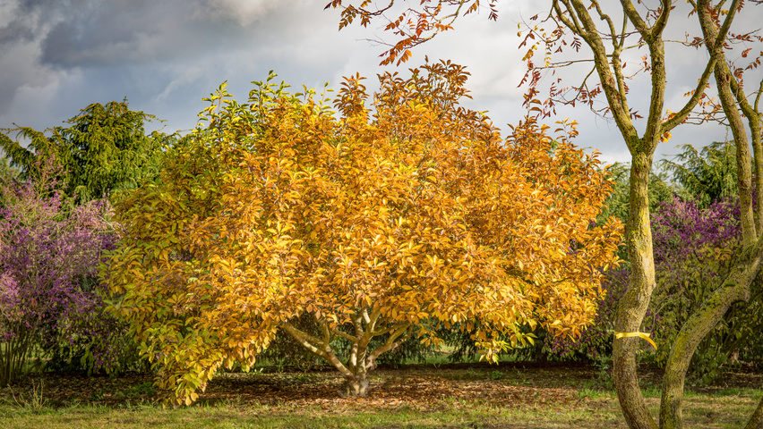 Magnolia x soulangeana mehrstämmige