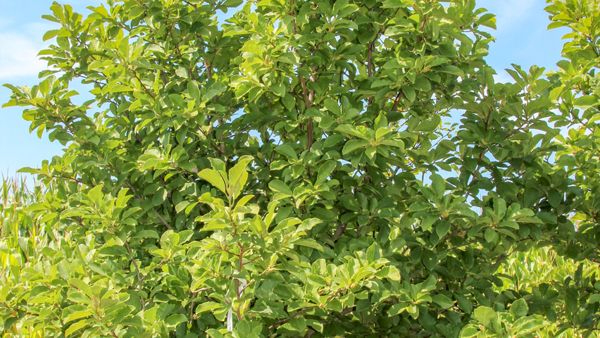 Magnolia x soulangeana mehrstämmige