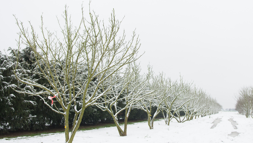 Magnolia x soulangeana mehrstämmige Schirmform