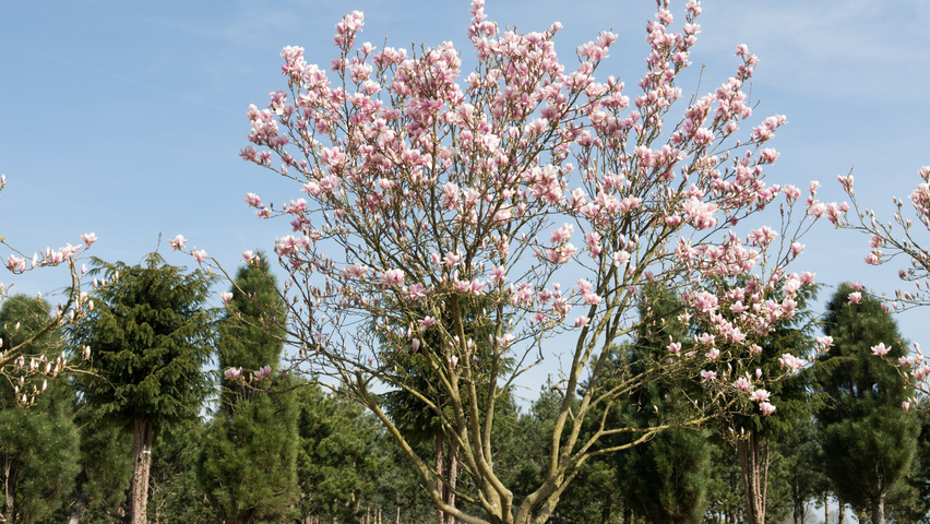 Magnolia x soulangeana mehrstämmige Schirmform