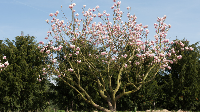 Magnolia x soulangeana mehrstämmige Schirmform