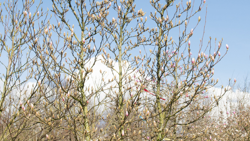 Magnolia x soulangeana mehrstämmige Schirmform