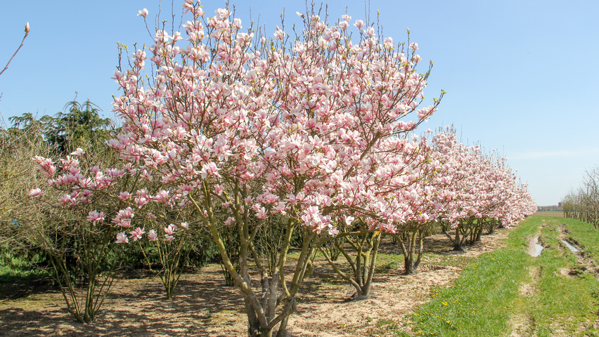 Magnolia x soulangeana mehrstämmige Schirmform