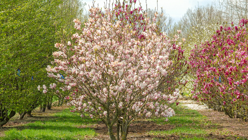 Magnolia x soulangeana mehrstämmige Schirmform