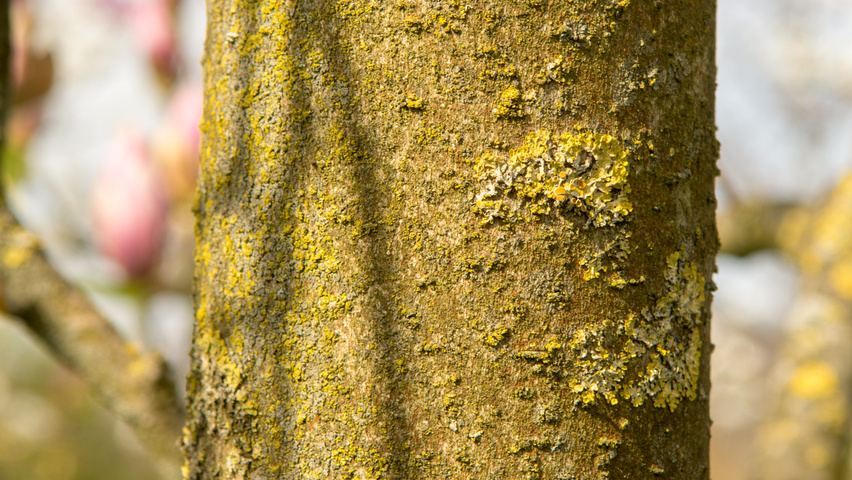 Magnolia x soulangeana 'Rustica Rubra' bark