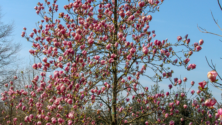 Magnolia x soulangeana 'Rustica Rubra' feathered