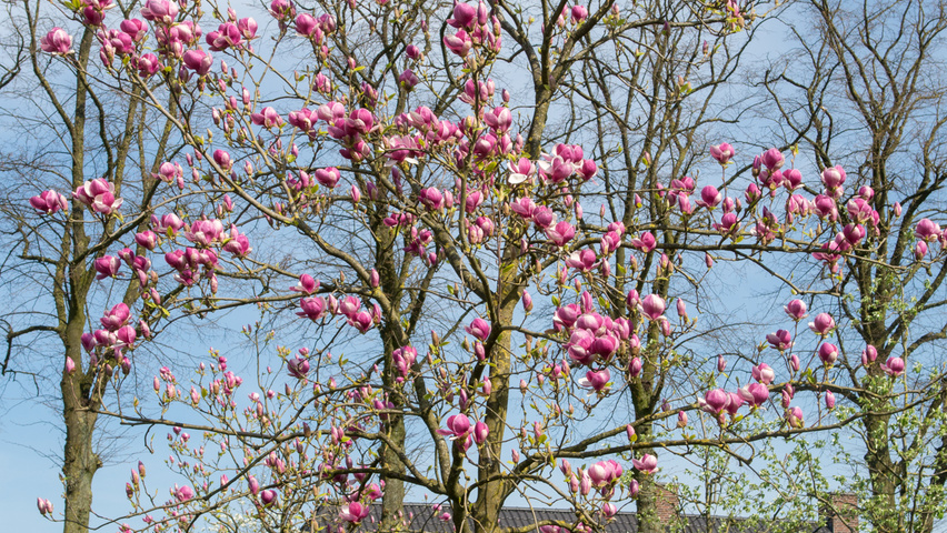 Magnolia x soulangeana ‘Rustica Rubra’ | TreeEbb | Online bomenzoektool