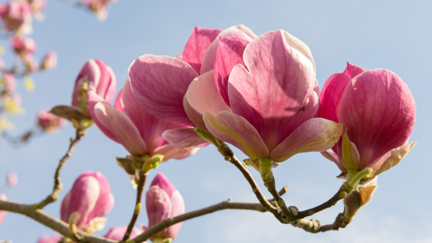 Magnolia x soulangeana 'Rustica Rubra' flowers