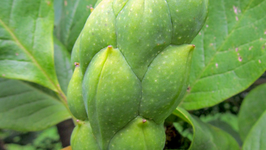 Magnolia x soulangeana ‘Rustica Rubra’ | TreeEbb | Online tree-finding