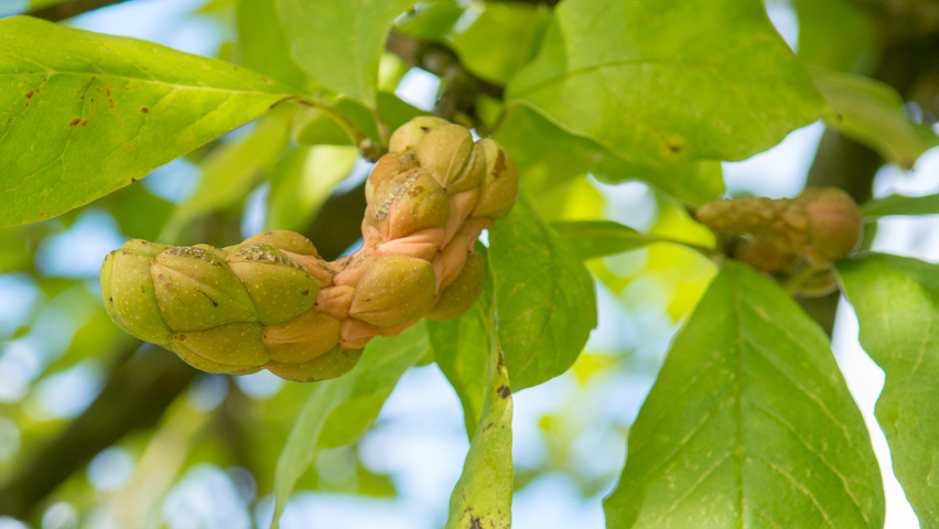 Magnolia x soulangeana 'Rustica Rubra' fruits