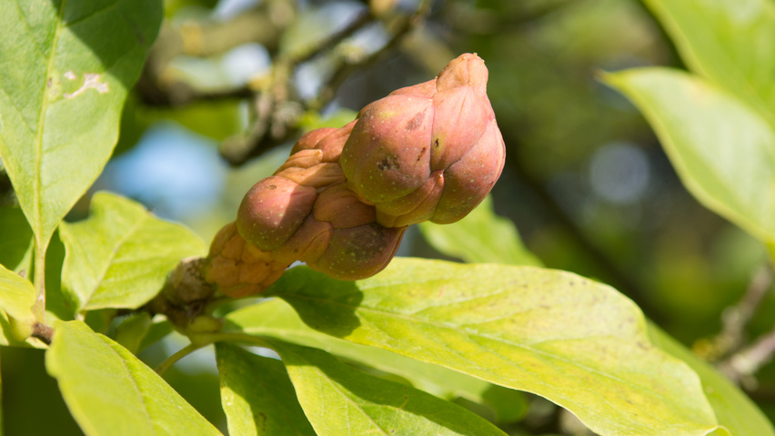 Magnolia x soulangeana 'Rustica Rubra' fruits
