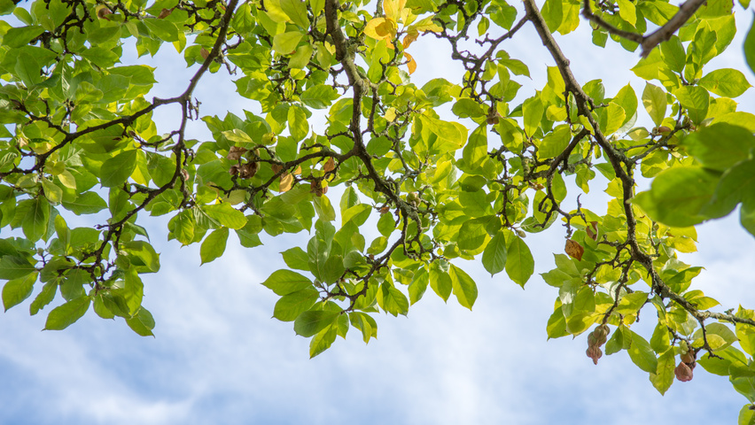 Magnolia x soulangeana 'Rustica Rubra' leaves