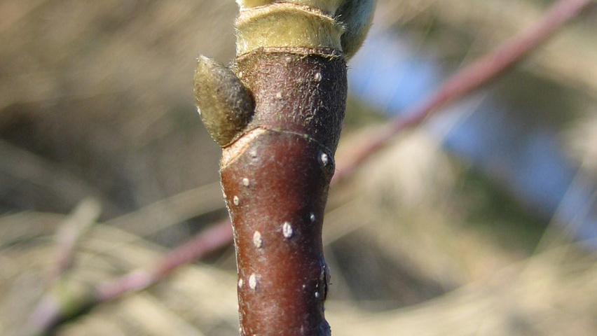 Magnolia x soulangeana Zweige