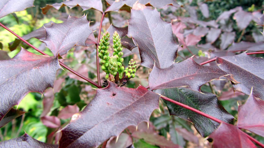 Mahonia aquifolium 'Atropurpurea' Blumen