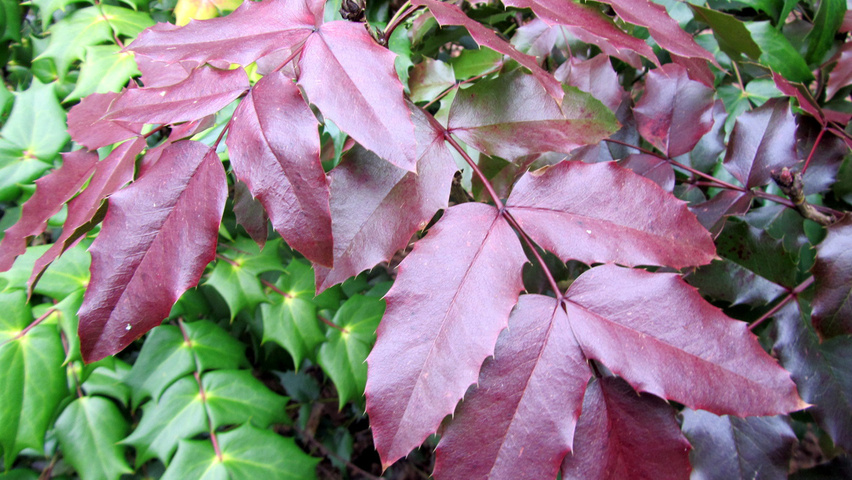 Mahonia aquifolium 'Atropurpurea' Blatt