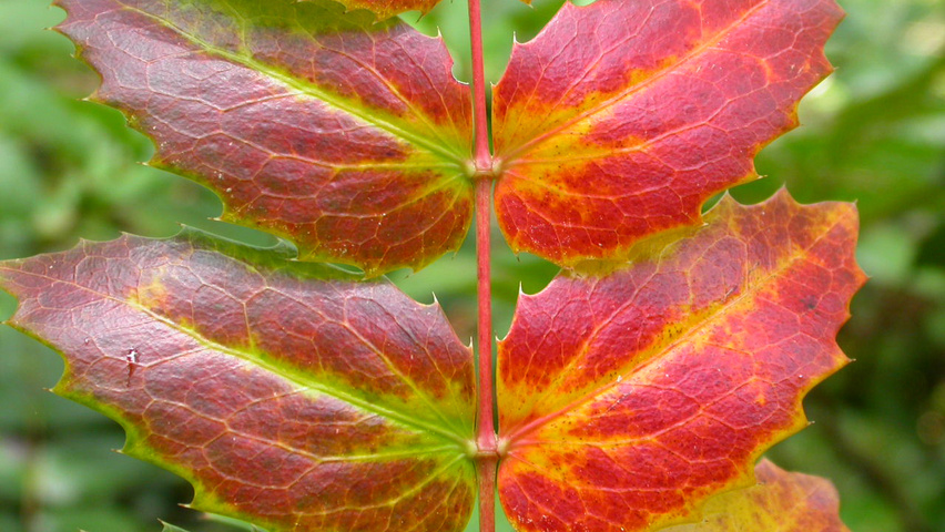 Mahonia aquifolium осенняя  листьев