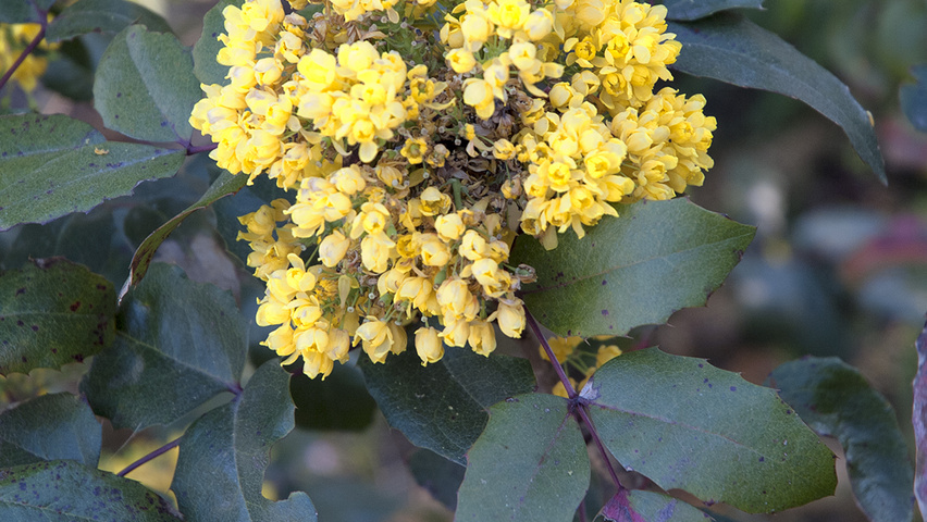 Mahonia aquifolium цветки