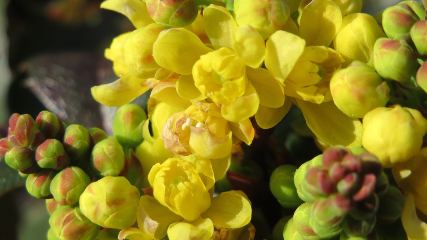 Mahonia aquifolium цветки