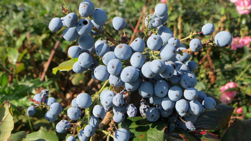 Mahonia aquifolium плоды