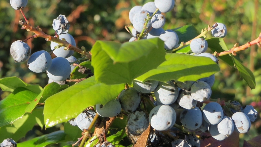 Mahonia aquifolium плоды