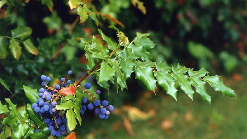 Mahonia aquifolium листья
