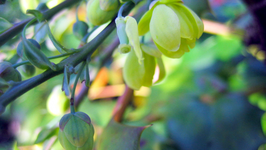 Mahonia japonica 'Hivernant' Blumen