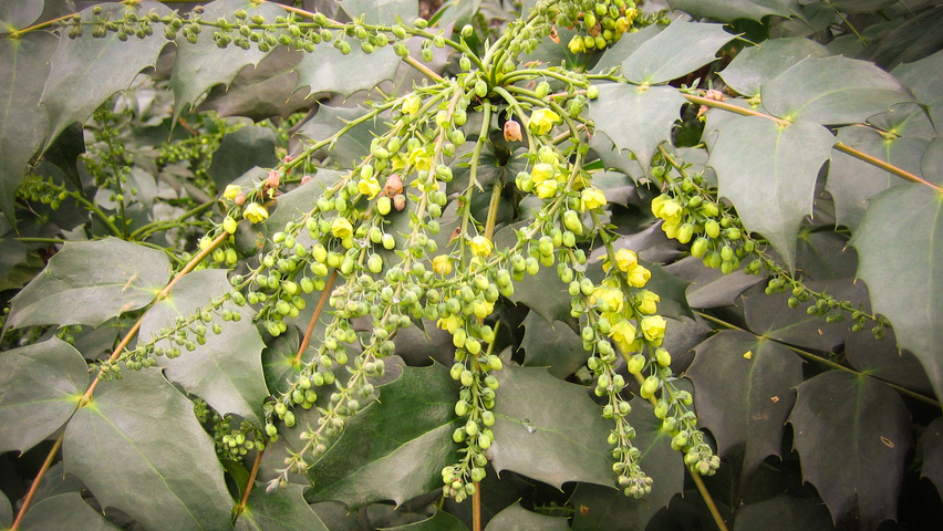 Mahonia japonica 'Hivernant' Blumen